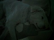 Google Pixel XLの低照度写真