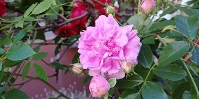 ピンクの花